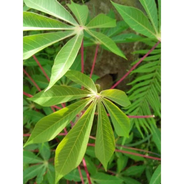 

Daun singkong 500 gram petik dadakan dari kebun