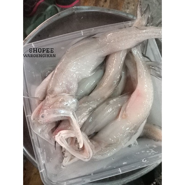 

Ikan lomek ikan jambrong segar siting /siteng 1kg ikan cumek