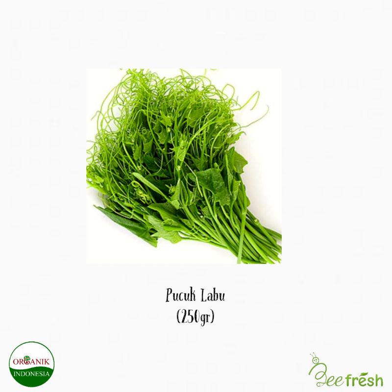 

PUCUK LABU ORGANIK