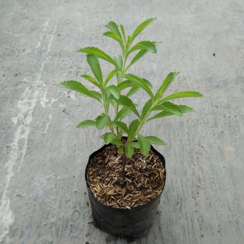 Tanaman Herbal Stevia