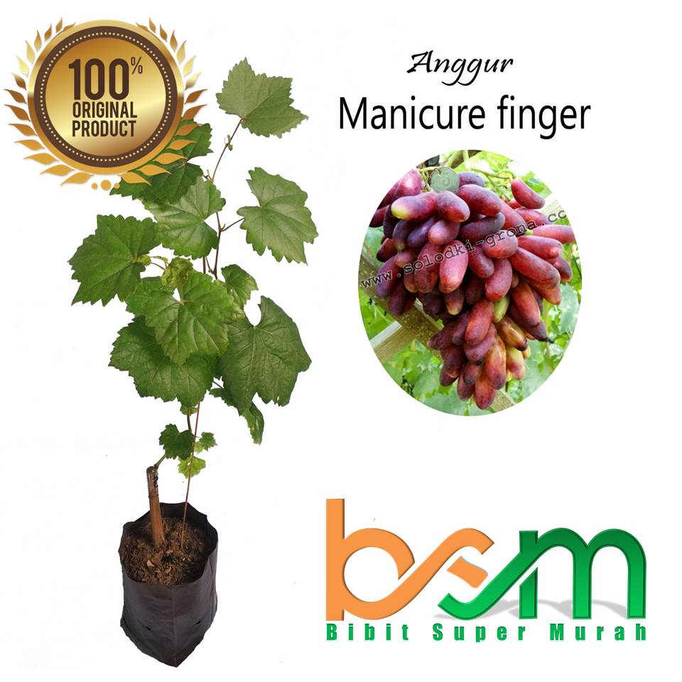 Bibit Anggur Wink Import Valid Bergaransi