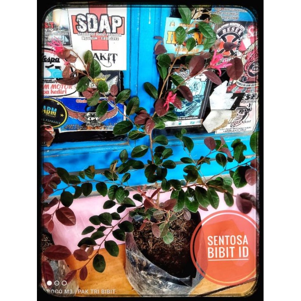 bibit serut merah/pitaloka/loropetalum chinense