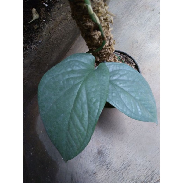 amydrium medium silver