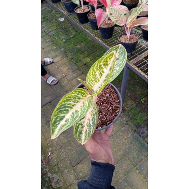 tanaman hias aglonema Widuri putih