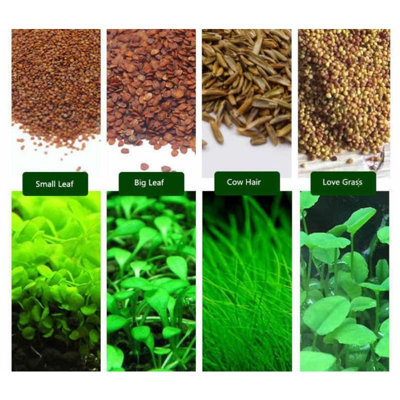 Benih Carped Seed Aquascape/Benih Tanaman Karpet Rumput Aquascape Aquarium