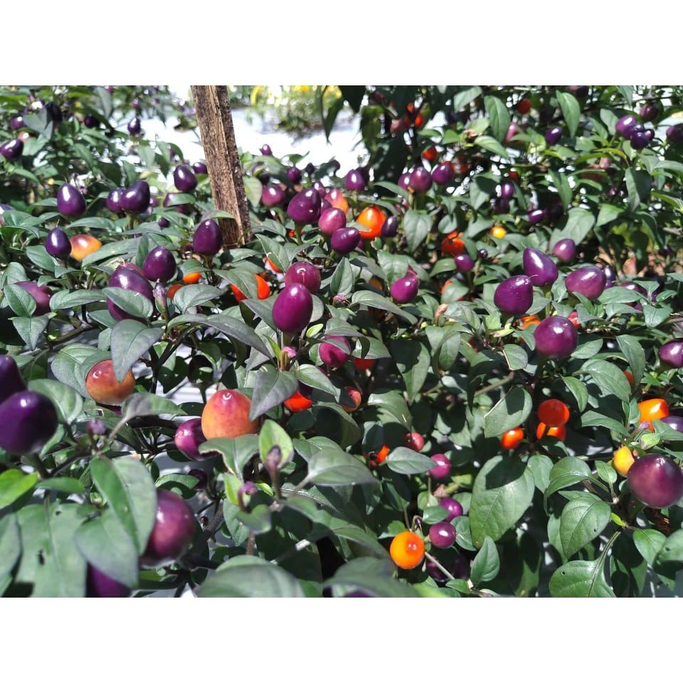 Benih Bibit Biji - Cabai Purple Delight Ghepard Cabe Rainbow Pelangi Pepper Seeds