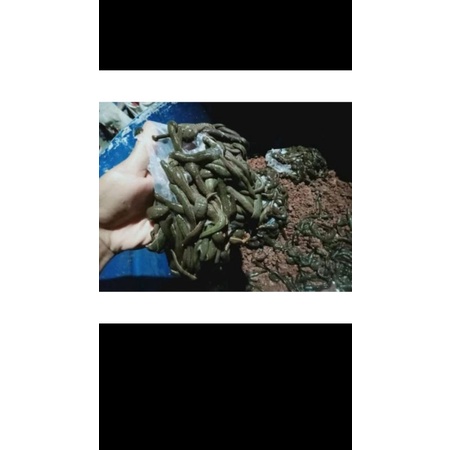 lintah terapi lintah hidup ukuran sedang besar