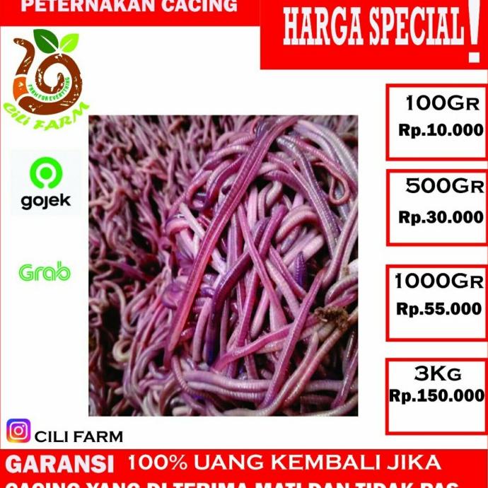 Cacing tanah lumbricus (ANC) 1 KG Murni