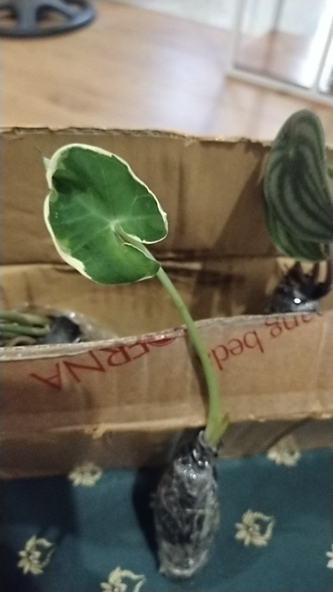 Tanaman Hias Keladi Kantong Semar