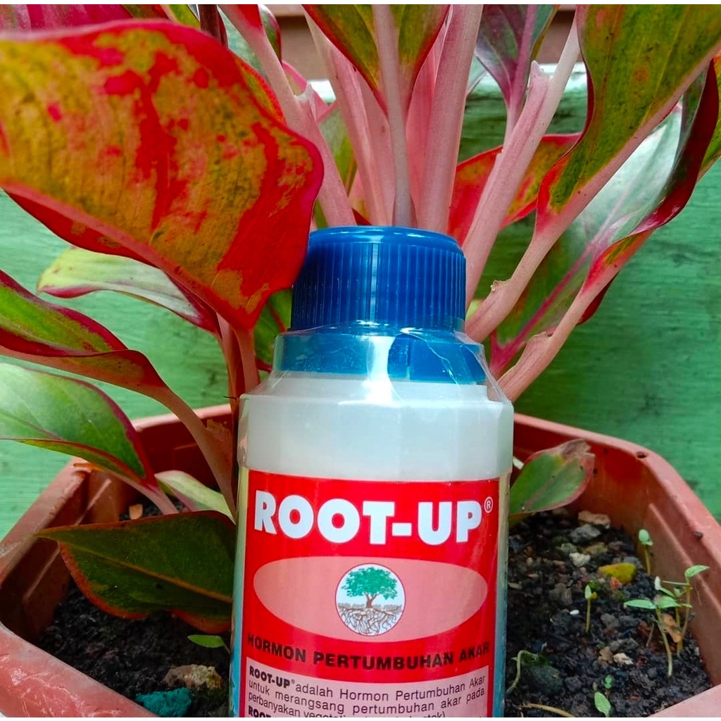 Penumbuh Akar  tanaman, Perangsang akar Root Up