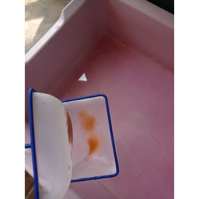 Promo Serokan Pemisah Cangkang Artemia Dobel Slide Gagang Stainles Kotak Diameter 6-7cm Serokan kutir