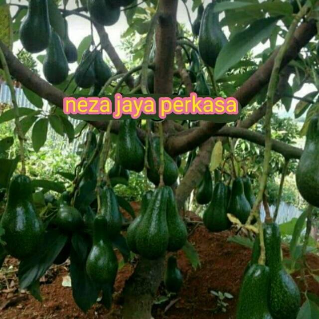 BIBIT BUAH ALPUKAT MENTEGA BANGKOK 3 TAHUN BERBUAH LEBAT