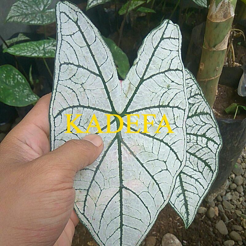 keladi putih-white star caladium (calon indukan) super putih berbonggol