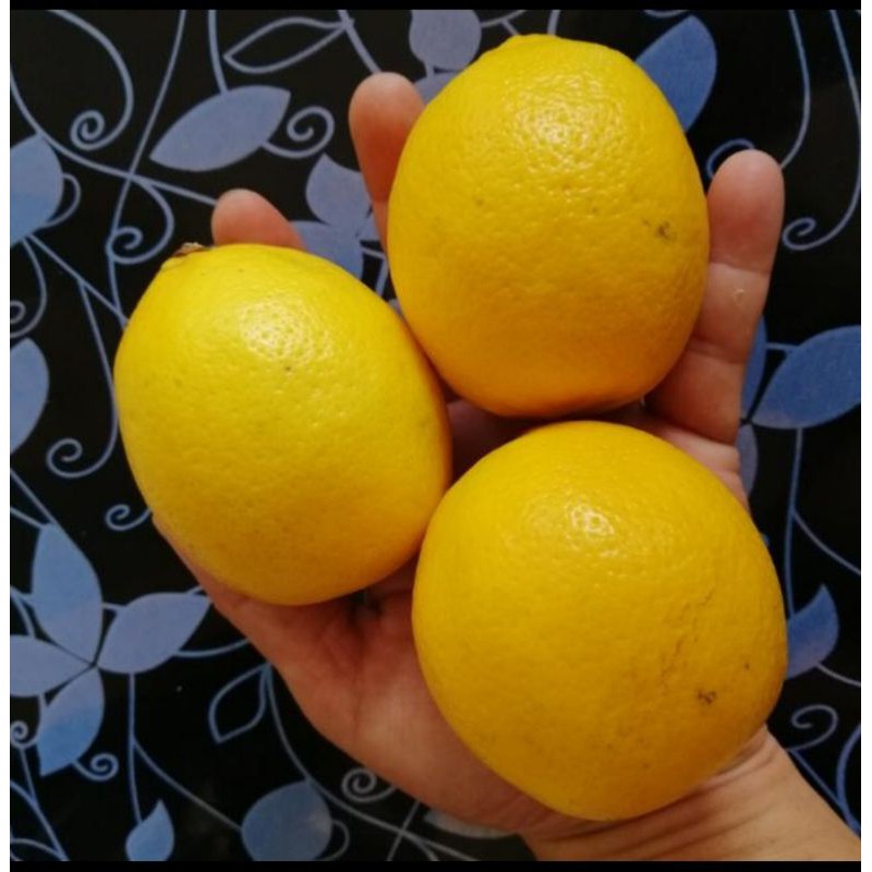 

JERUK LEMON CALIFORNIA FRESH LANGSUNG DARI KEBUN