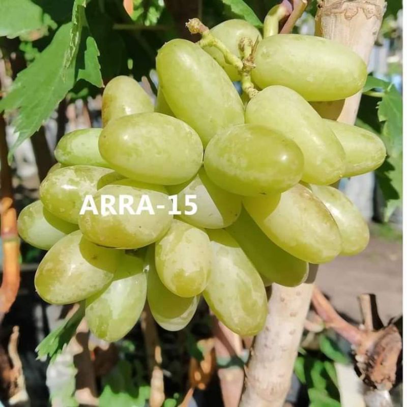 bibit anggur import arra 15