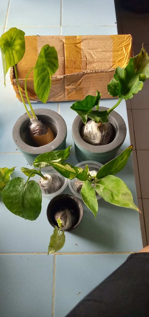 Alocasia Green Shield ( Cylpeolata )