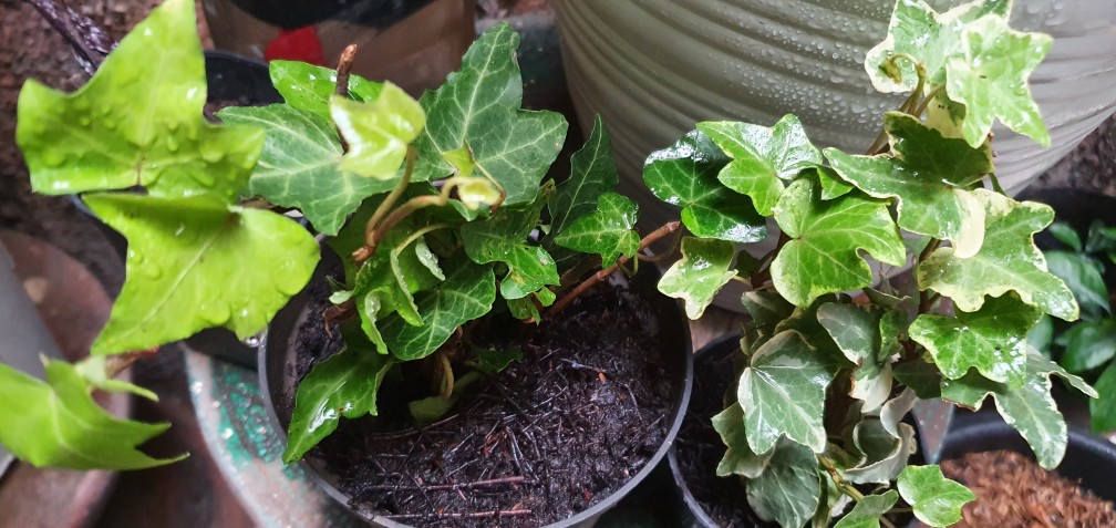 Tanaman Hias Gantung Ivy Variegata