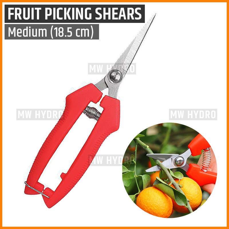 Gunting Buah, Bunga, Daun, Bonsai - Fruit Picking, Thinning Shears - M