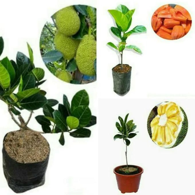 Jual Paket 3 Bibit Tanaman Buah Nangka Mini, Nangka Merah Dan Nangka Madu @_#