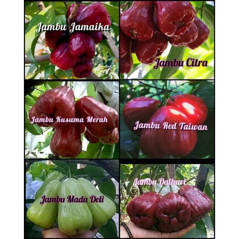 paket 6 bibit jambu air jamaika,citra,Kusuma merah,red Taiwan,madudeli,dalhari