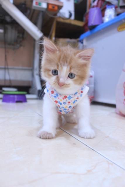 Baju simple model kaos katun lucu untuk kucing dan anjing / baju kucing murah size S-XL