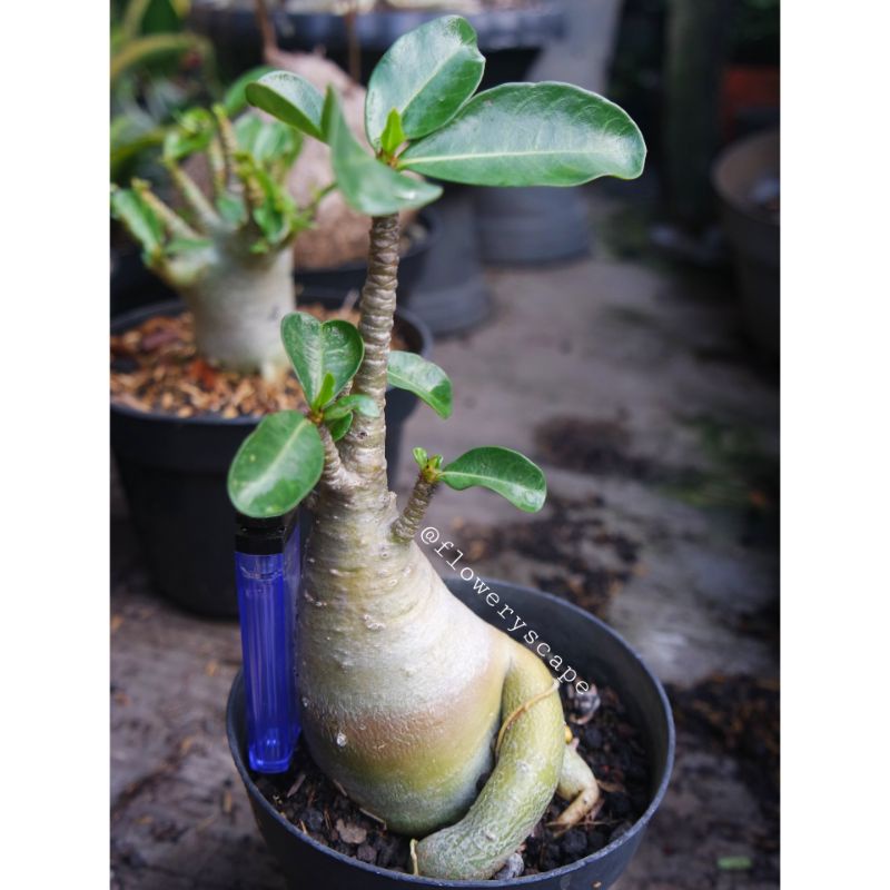 adenium khz / adenium karakter