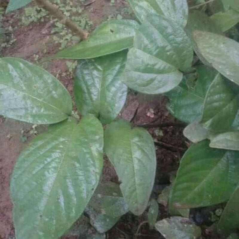 

DAUN SINGA DEPA SEGAR 25 LEMBAR ORGANIK QUALITY
