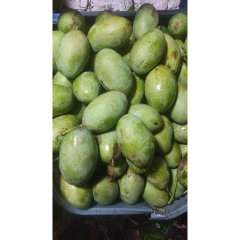 Mangga manalagi simanalagi mentah muda mengkel matang 1 kilogram request