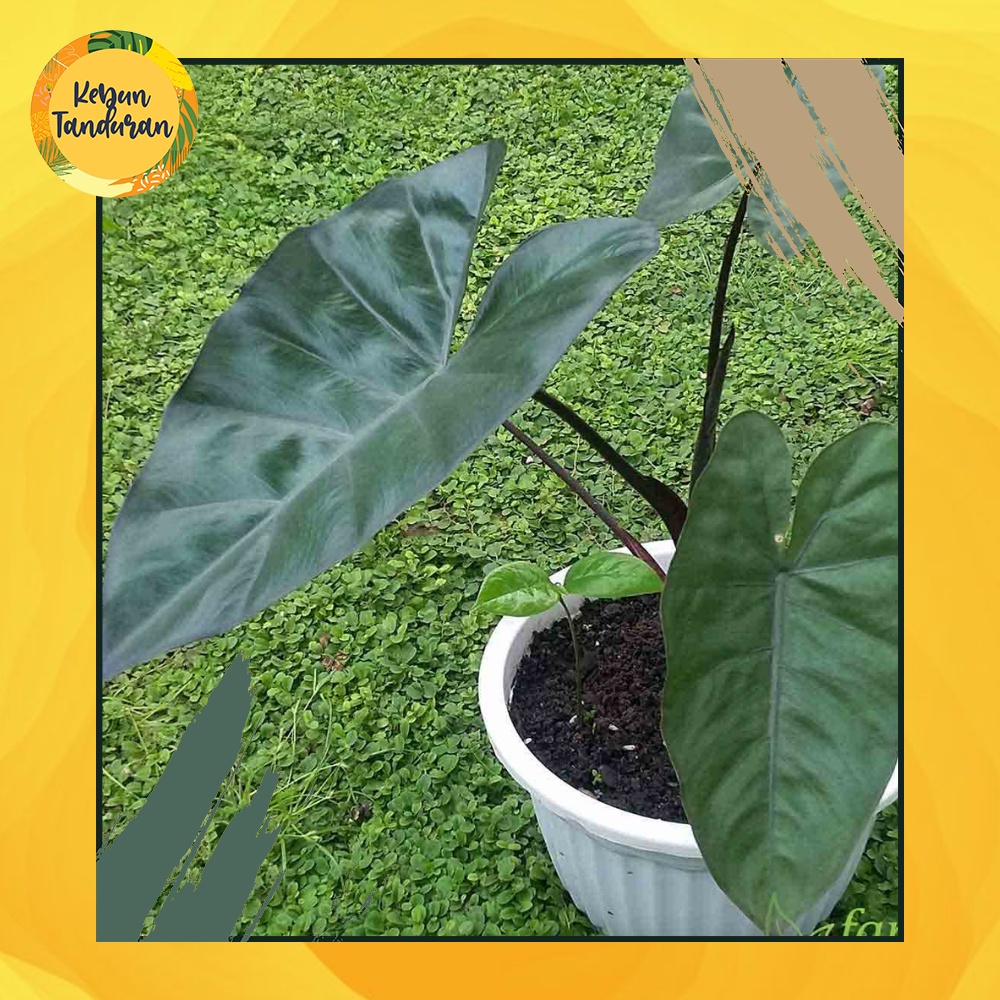 Tanaman Hias Outdoor Sente Hitam - Sente Wulung - Talas Hitam