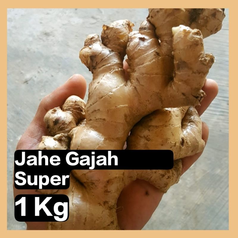 

Jahe Gajah SEGAR dan FRESH | 1 Kg | UKURAN BESAR