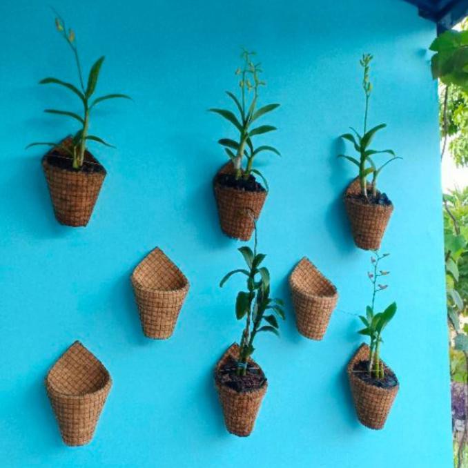 POT ANGGREK BULAN DENDROBIUM REMAJA XX L