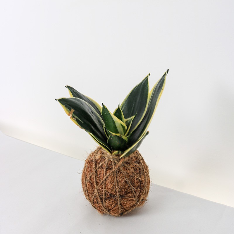 SANSIVERA PAGODA KECIL / LIDAH MERTUA