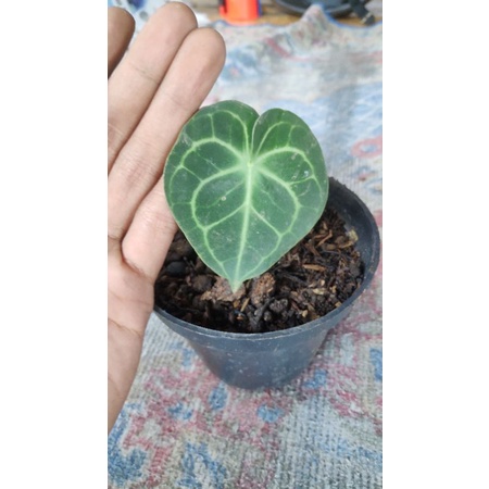 kuping gajah tarantula pagoda size remaja, dari bonggol