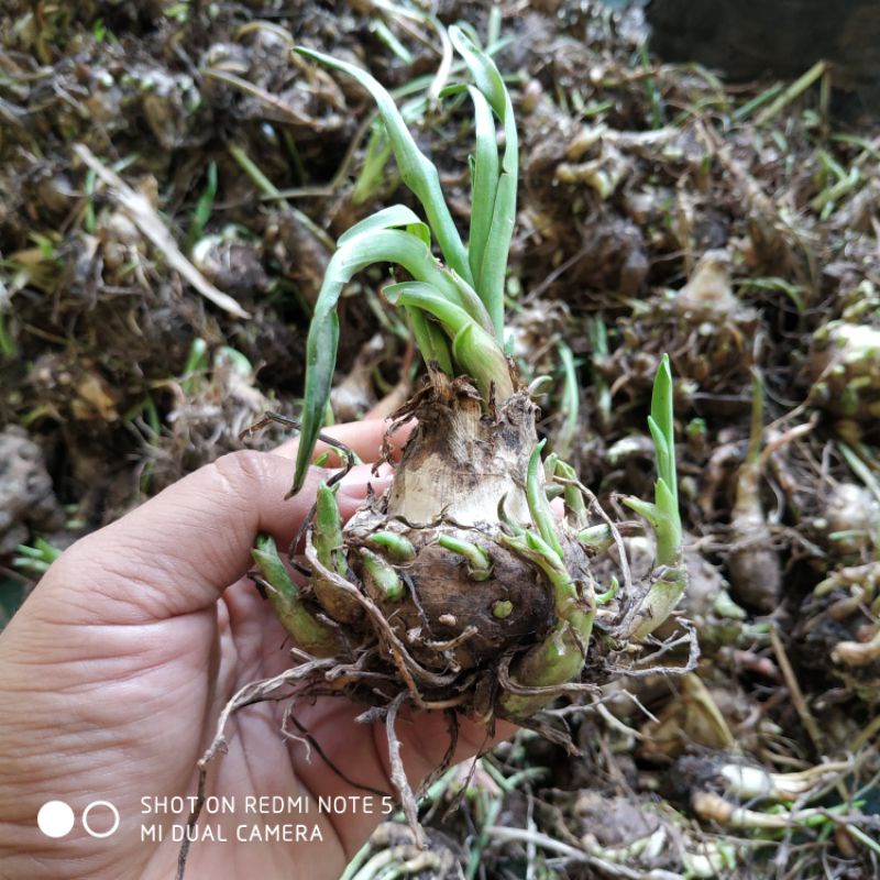 Umb Bibit Bunga Sedap Malam Super Cepat Berbunga