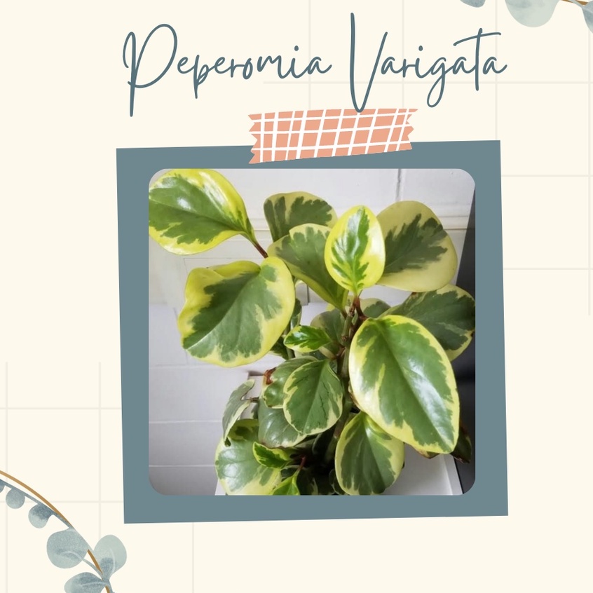 Tanaman Hias Peperomia Varigata Bunga Peperomia Varigata Murah