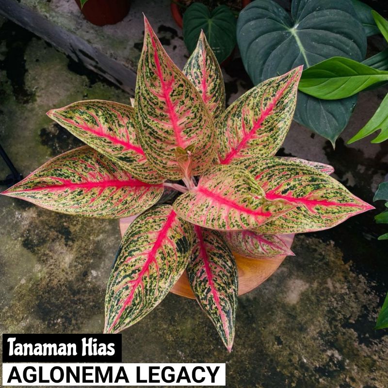 Tanaman Hias Aglonema Legacy - aglonema legacy