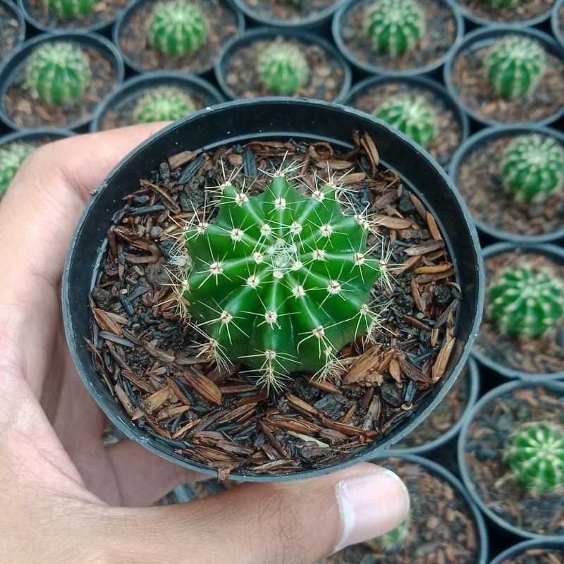 kaktus sekulen murah / Kaktus murah / Sekulen murah