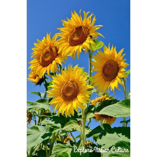 Tanaman hias bunga matahari-(tanaman hidup-bunga matahari-bunga hidup murah-benih-bunga hias matahar