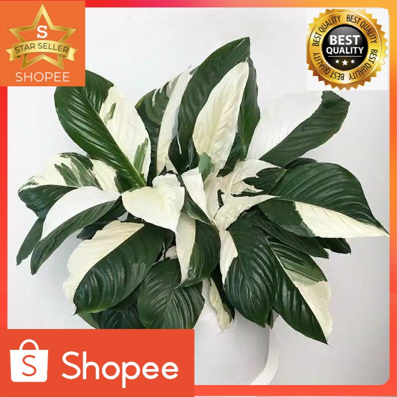 Tanaman hias spatu filum variegata