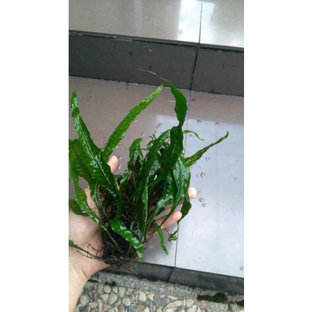 Kadaka java fern tanaman air aquascape