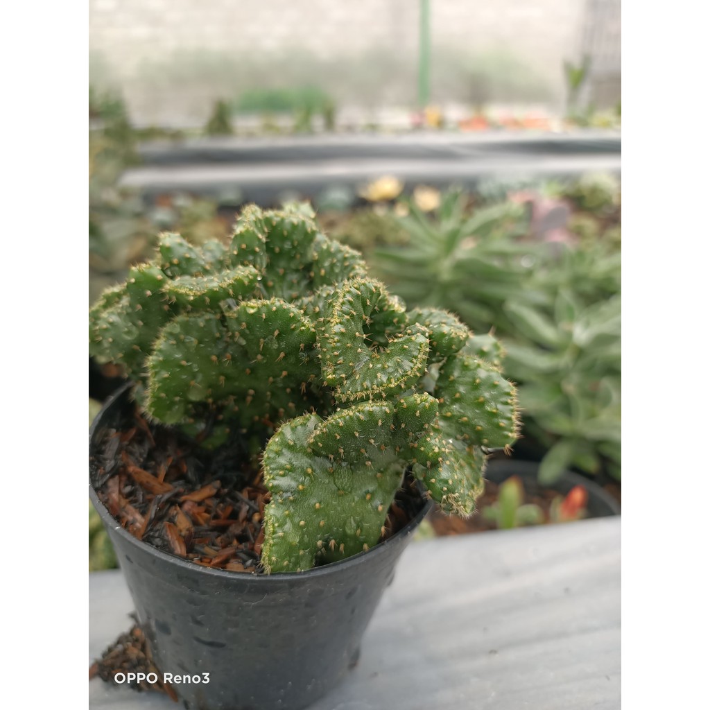 TAMAN HIAS HIDUP SEKULEN KAKTUS MURAH