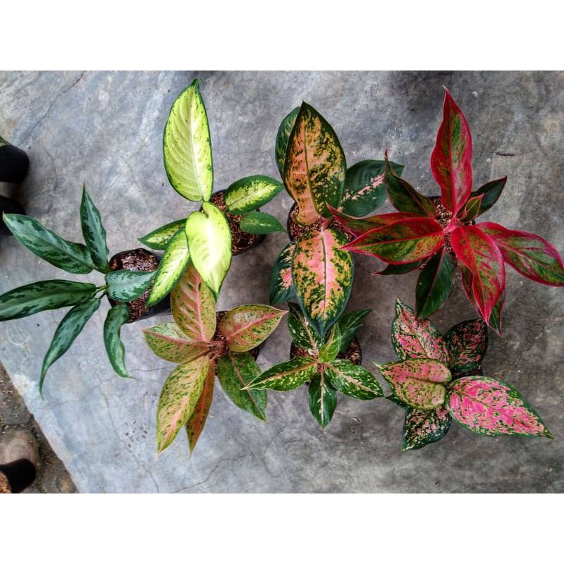 PAKET 7 JENIS AGLONEMA TERMURAH