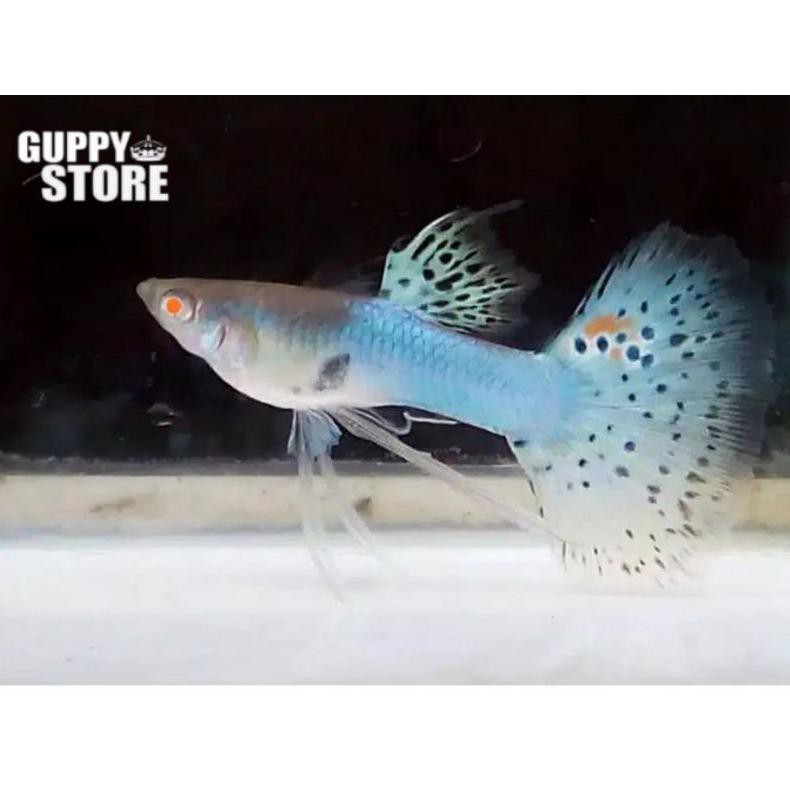 Diskon Ikan Guppy Japan Blue Mosaic Ikan Hias Size M Full Buntut Jebrak Aquascape Aquarium