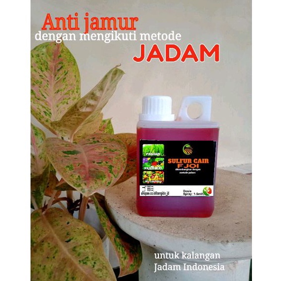 FUNGISIDA ORGANIK 500 ml metode jadam