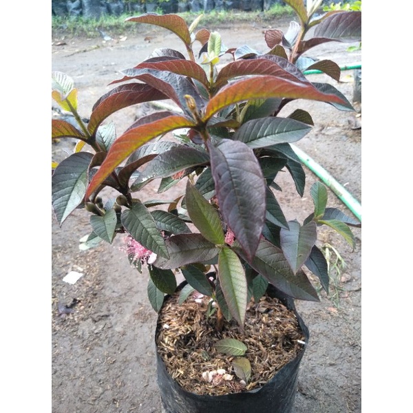 bibit tanaman jambu biji red australi mini berbunga