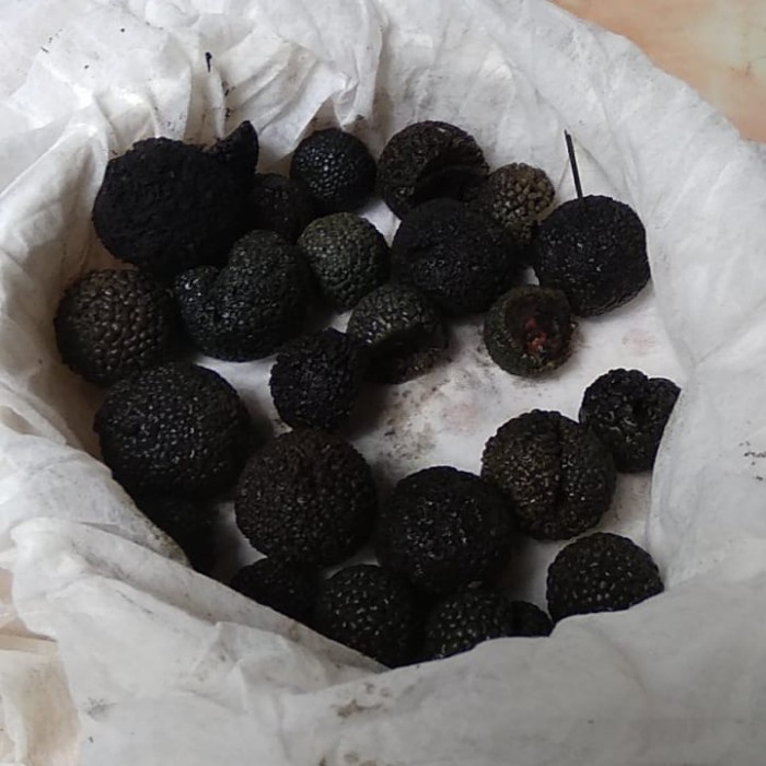 

Fchgtyani Jamur Truffle Asli Fresshh