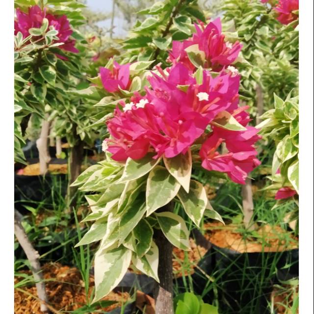 Bunga bougenville singapore variegata,murah