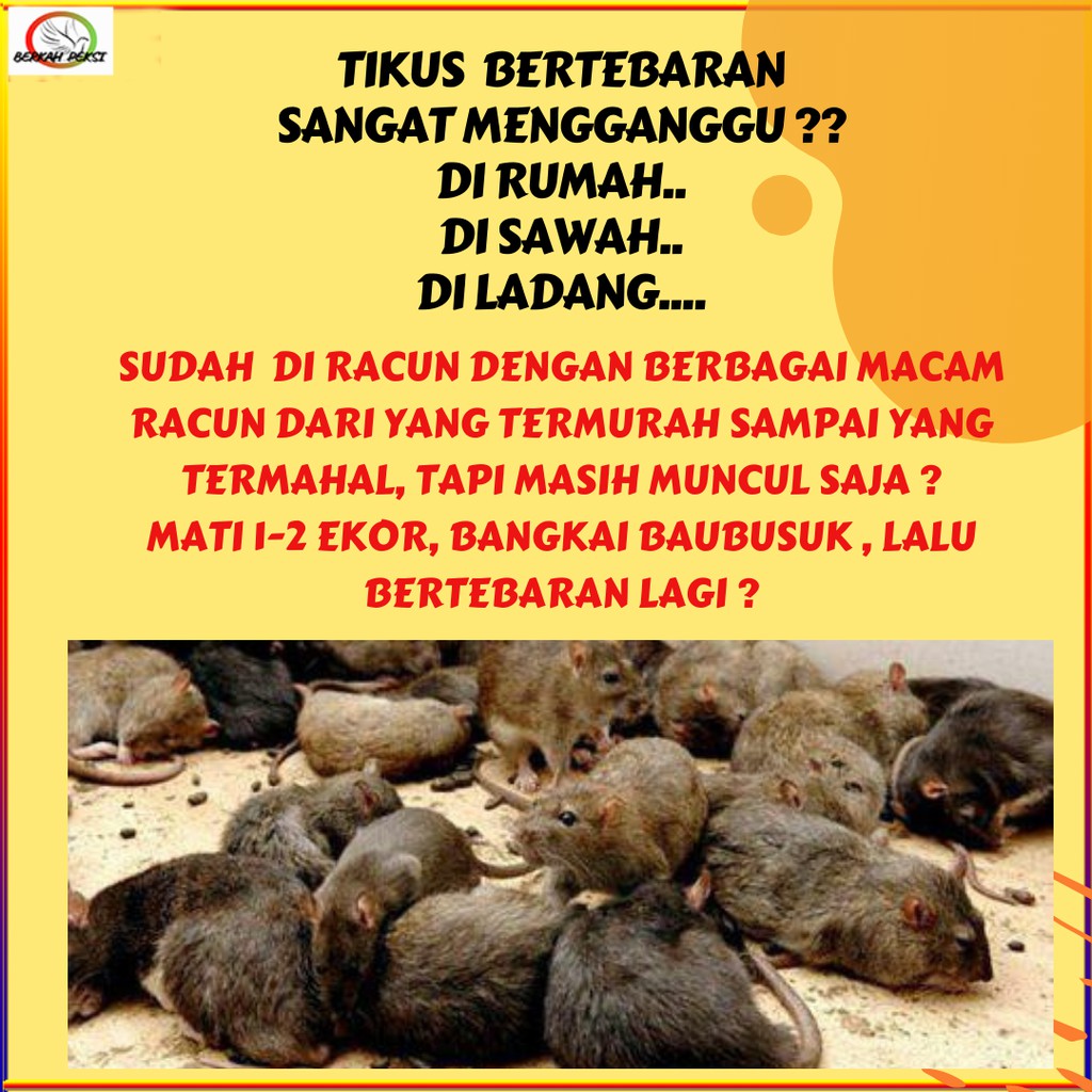 RACUN TIKUS PAKTIWI  AMPUH DIJAMIN ASLI ORIGINAL TIKUS LANGSUNG MATI KERING RACUN