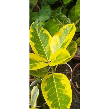 tanaman hias picus golden
