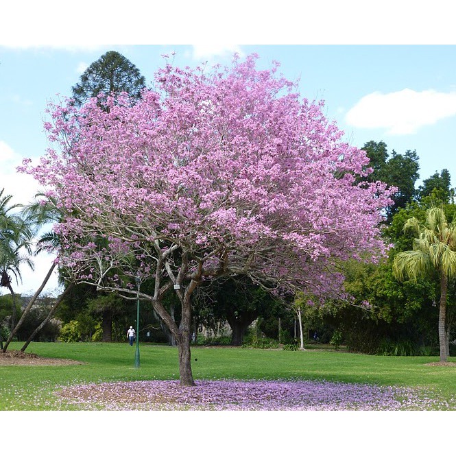 Tanaman Bunga Tabebuya Sakura (Handroanthus chrysotrichus) Pohon